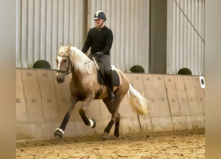 Cruzado, Gelding, 4 years, 15,2 hh, Palomino