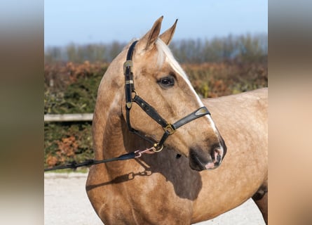 Cruzado, Gelding, 4 years, 15,2 hh, Palomino