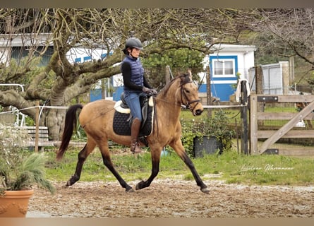 Cruzado, Gelding, 5 years, 14,2 hh, Buckskin