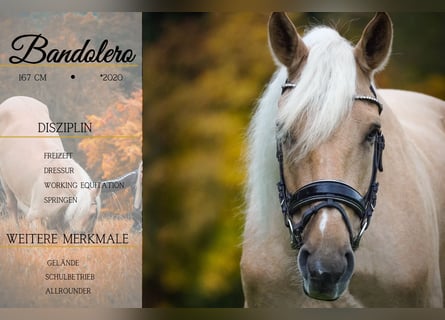 Cruzado, Gelding, 5 years, 16,1 hh, Palomino