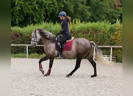 Cruzado, Gelding, 6 years, 15,1 hh, Grey-Blue-Tan