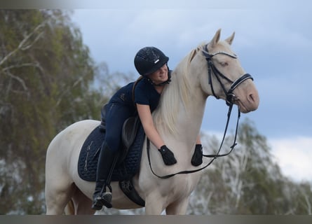 Cruzado, Gelding, 6 years, 16 hh, Cremello