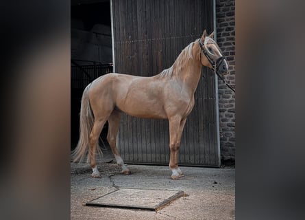 Cruzado, Gelding, 6 years, 16 hh, Palomino