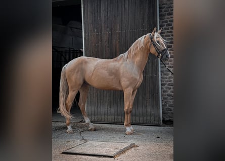 Cruzado, Gelding, 6 years, 16 hh, Palomino