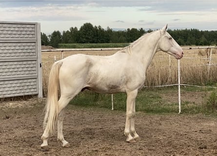 Cruzado, Gelding, 7 years, 15.1 hh, Cremello Cruzado, Gelding, 7 years, 15.1 hh, Cremello