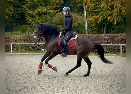 Cruzado, Gelding, 8 years, 15,1 hh, Bay-Dark