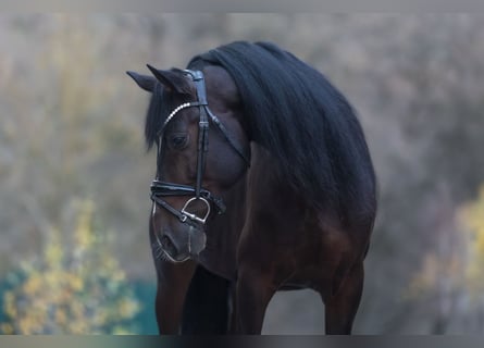 Cruzado, Gelding, 8 years, 15,3 hh, Bay-Dark