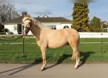 Cruzado, Gelding, 8 years, 16 hh, Palomino