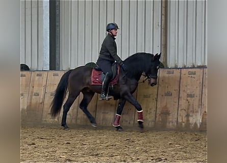 Cruzado, Gelding, 9 years, 15,2 hh, Bay-Dark