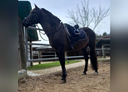 Cruzado, Gelding, 9 years, 15,2 hh, Bay-Dark