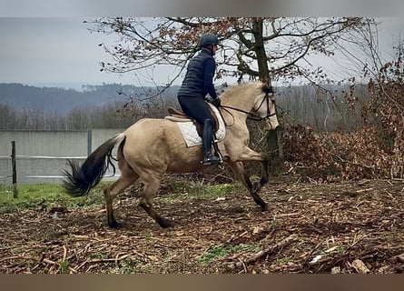 Cruzado, Giumenta, 11 Anni, 160 cm, Falbo