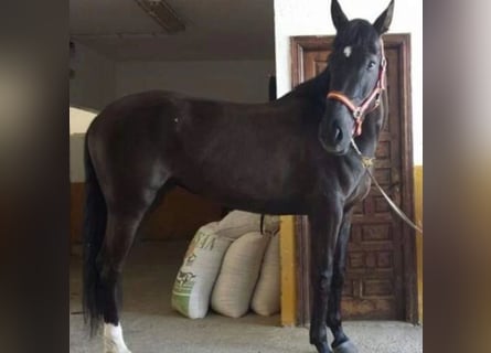 Cruzado, Giumenta, 17 Anni, 168 cm, Morello