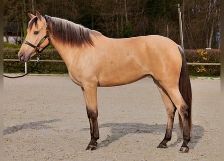Cruzado, Giumenta, 3 Anni, 158 cm, Falbo