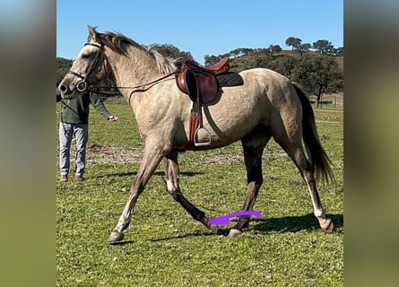 Cruzado, Giumenta, 3 Anni, 159 cm, Grigio