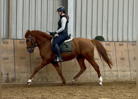 Cruzado, Giumenta, 4 Anni, 148 cm, Sauro