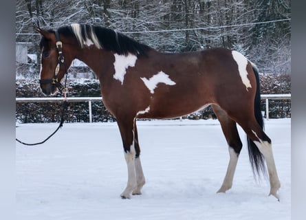 Cruzado, Giumenta, 4 Anni, 153 cm, Pezzato