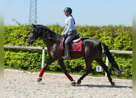 Cruzado, Giumenta, 4 Anni, 158 cm, Morello
