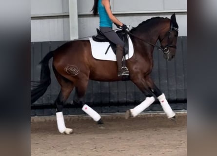 Cruzado, Giumenta, 4 Anni, 165 cm, Baio