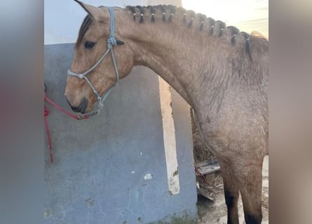 Cruzado, Giumenta, 4 Anni, 170 cm, Falbo