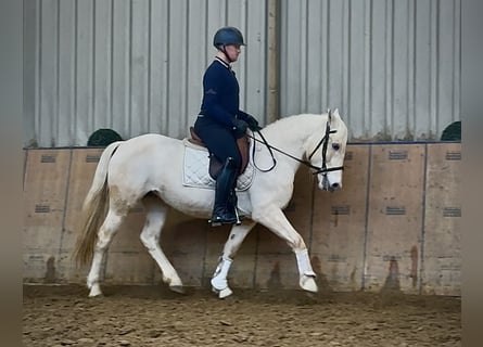 Cruzado, Giumenta, 5 Anni, 150 cm, Grigio