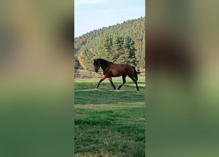 Cruzado Mix, Giumenta, 5 Anni, 163 cm, Baio