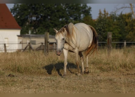 Cruzado, Giumenta, 6 Anni, 147 cm, Champagne