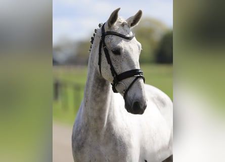 Cruzado, Giumenta, 6 Anni, 148 cm, Grigio