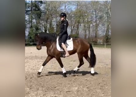 Cruzado, Giumenta, 6 Anni, 158 cm, Baio