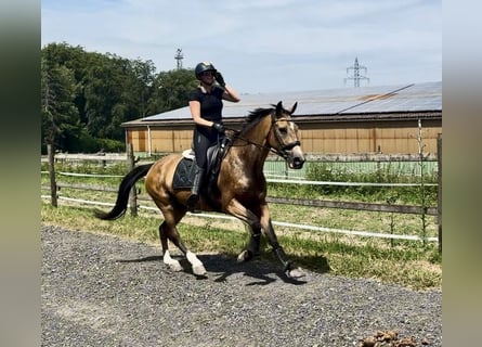 Cruzado, Giumenta, 7 Anni, 160 cm, Falbo