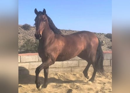 Cruzado, Giumenta, 7 Anni, 165 cm, Baio
