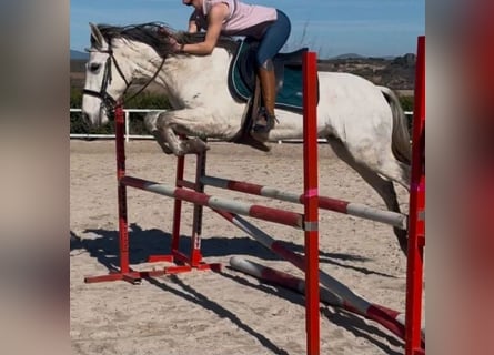 Cruzado, Giumenta, 9 Anni, 149 cm, Grigio