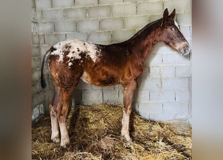 Cruzado, Hengst, 1 Jaar