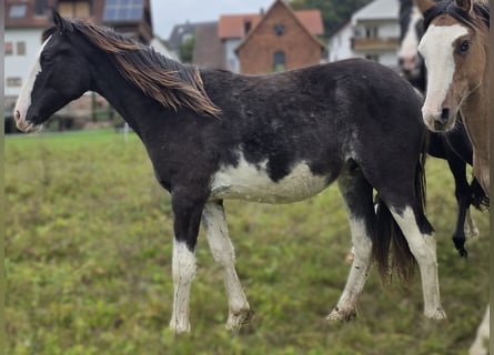 Cruzado, Hengst, 1 Jahr, 155 cm, Overo-alle-Farben