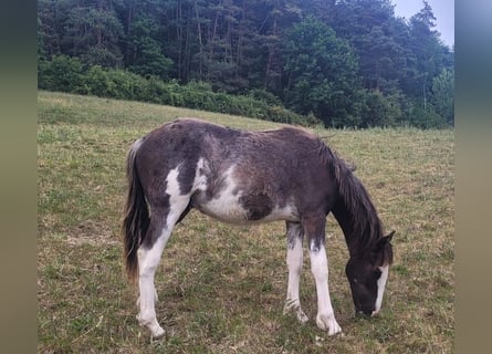 Cruzado, Hengst, 1 Jahr, 155 cm, Overo-alle-Farben