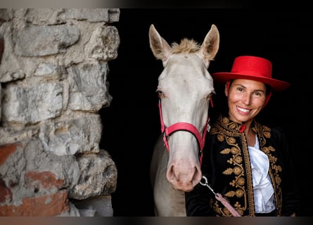 Cruzado, Hengst, 1 Jahr, 165 cm, Cremello
