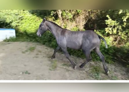 Cruzado Mix, Hengst, 1 Jahr, Schimmel