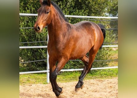 Cruzado, Hengst, 2 Jahre, 158 cm, Brauner