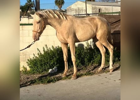 Cruzado, Hengst, 2 Jahre, 160 cm