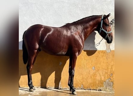 Cruzado, Hengst, 3 Jahre, 162 cm, Brauner