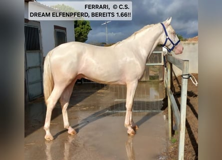 Cruzado Mix, Hengst, 3 Jahre, 166 cm, Cremello