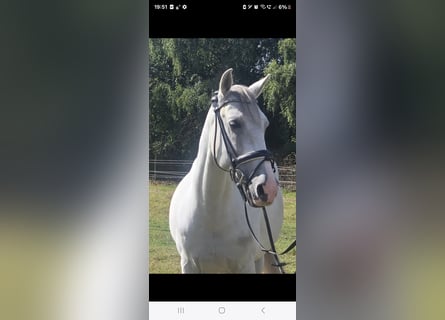 Cruzado, Hongre, 11 Ans, 155 cm, Gris