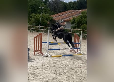 Cruzado, Hongre, 13 Ans, 147 cm, Noir