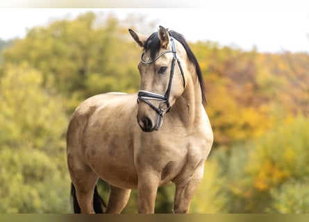 Cruzado, Hongre, 3 Ans, 159 cm, Isabelle