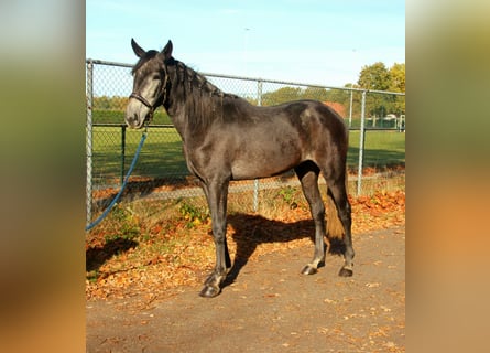 Cruzado Croisé, Hongre, 3 Ans, 165 cm, Rouan bleu