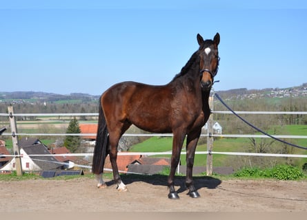Cruzado Croisé, Hongre, 3 Ans, 168 cm, Bai brun