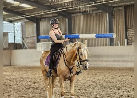 Cruzado, Hongre, 6 Ans, 164 cm, Palomino