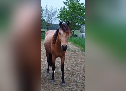 Cruzado, Hongre, 8 Ans, 155 cm, Isabelle