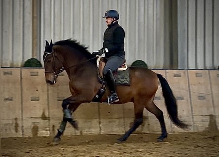 Cruzado, Hongre, 9 Ans, 163 cm, Bai