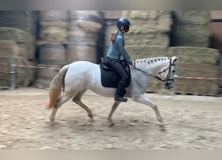 Cruzado, Jument, 14 Ans, 160 cm, Gris