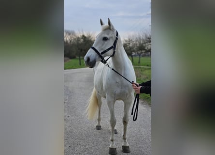 Cruzado, Jument, 15 Ans, 160 cm, Gris